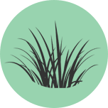 grass-like plant icon