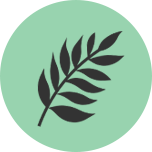 fern plant icon