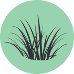 grass-like plant icon